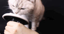ASMR cat Eating, Ear Licking